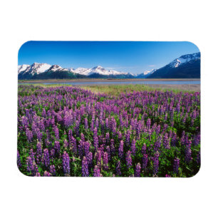 Lupines in Bloom   Kenai Mountains, Alaska Magnet