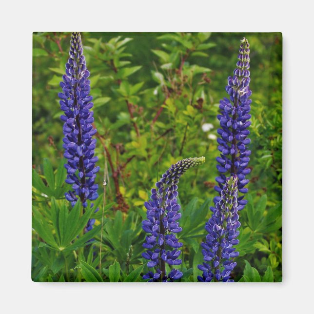 Lupines Magnet (Vorne)