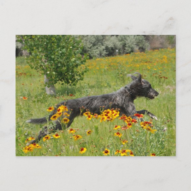 Lurcher, der durch ein Blume-Feld läuft - Postkart Postkarte (Vorderseite)
