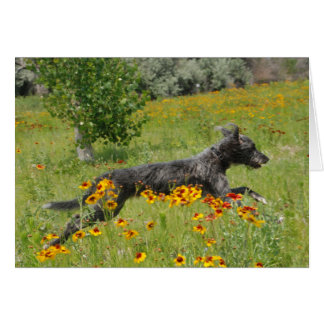 Lurcher, der durch ein Blumen-Feld - Karte läuft