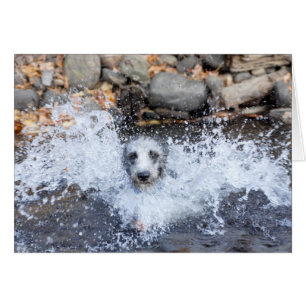 Lurcher-Schwimmen-Karte