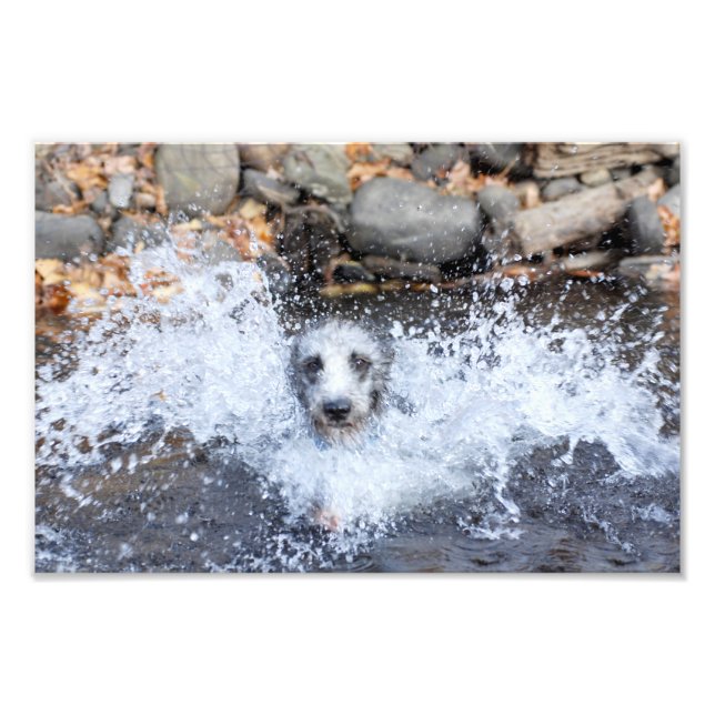 Lurcher Swimming Foto Print (Vorne)