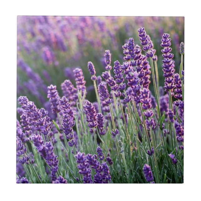 Luscious Lavender Fliese (Vorderseite)