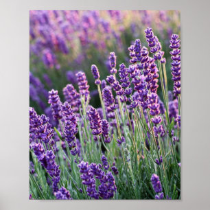 Luscious Lavender Poster