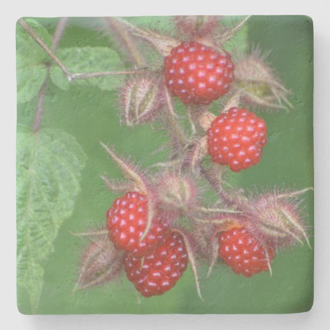 Luscious Ripe Himbeere Steinuntersetzer (Vorderseite)