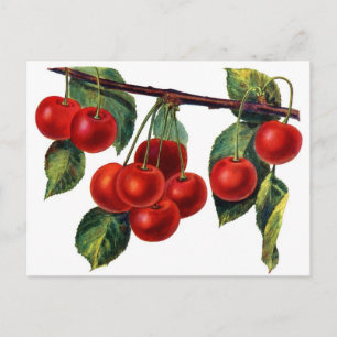 Luscious Sweet Cherries Postkarte