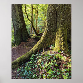 Lush Evergreen Forest Fotografy Nature Poster