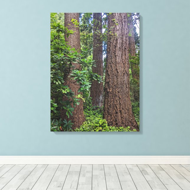 Lush Forest Douglas Fir Trees Fotografie Leinwanddruck (Insitu (Holzboden))