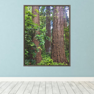 Lush Forest Douglas Fir Trees Fotografie Leinwanddruck