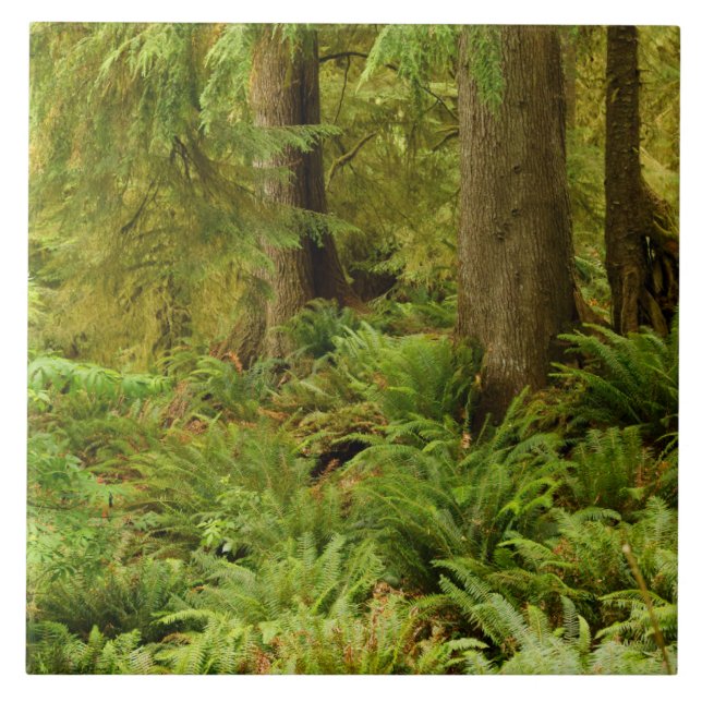Lush Forest & Ferns | Ecola Staat Park, Oregon Fliese (Vorderseite)
