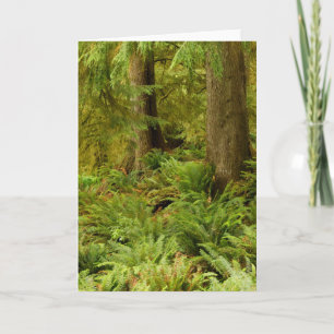 Lush Forest & Ferns Ecola Staat Park, Oregon Karte