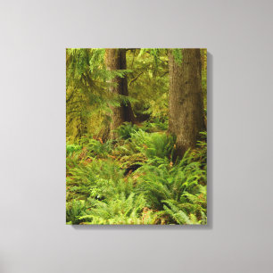 Lush Forest & Ferns Ecola Staat Park, Oregon Leinwanddruck