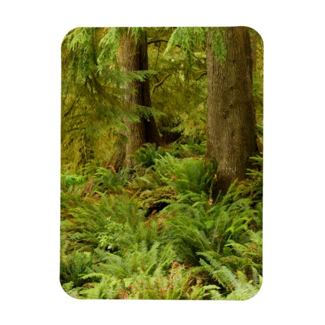 Lush Forest & Ferns | Ecola Staat Park, Oregon Magnet (Vertikal)