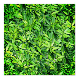 Lush Green Blätter Pattern - Natur botanisch Poster