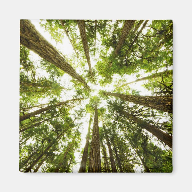 Lush Green Rain Forest Magnet (Vorne)