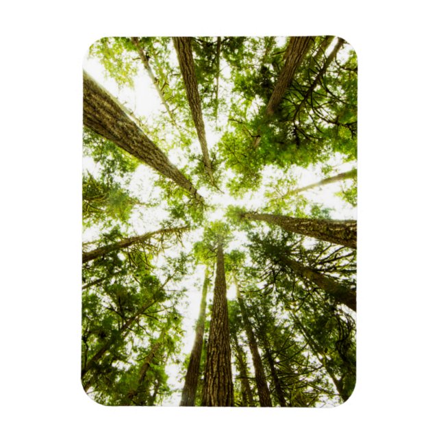 Lush Green Rain Forest Magnet (Vertikal)