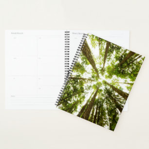 Lush Green Rain Forest Planer