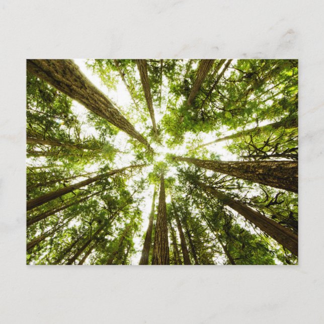 Lush Green Rain Forest Postkarte (Vorderseite)