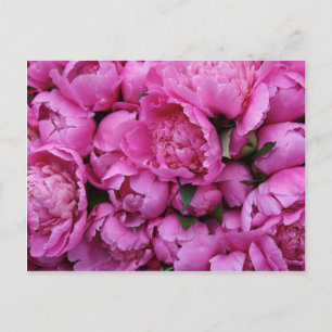 Lush Pink Peony Blume Postkarte