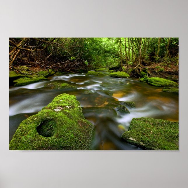 Lush Rain Forest Stream Poster (Vorne)