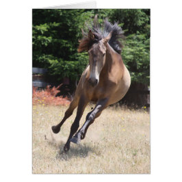 Lusitano Horse at Liberty Blank Card