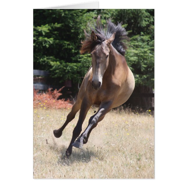 Lusitano Horse at Liberty Blank Card (Vorne)