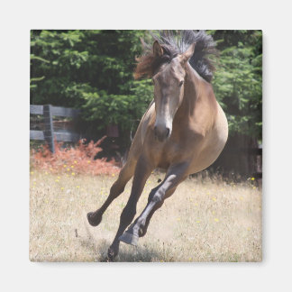 Lusitano Pferd bei Liberty Magnet