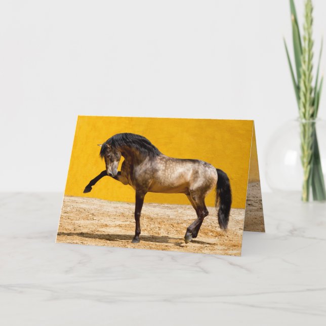 Lusitano Stallion Pferderlebniskarte Karte (Vorderseite)