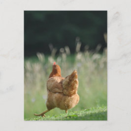 Lusrets Huhn Tiermotive Bauernhof Tiere Postkarte
