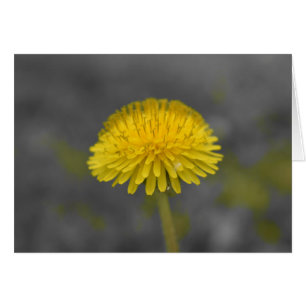 Lüster / Abgeschiedene Farbe