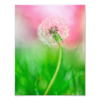Lüster im Frühling Fotodruck