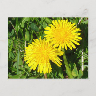 Lüster Postkarte