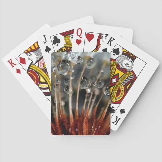 Lüster und Wassertropfen, CA Spielkarten (Rückseite)