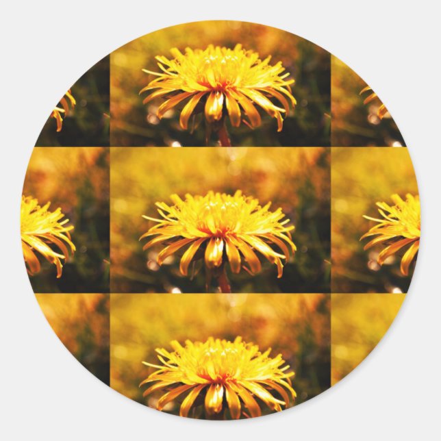 Lüsterngelbe Blume Frühlingsfrüchte Runder Aufkleber (Vorderseite)