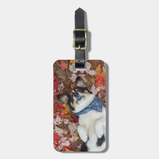 Lustig, niedlich, Corgi-Blick Gepäckanhänger