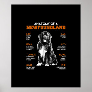Lustige Anatomie eines Neufundländer-Hundes Poster