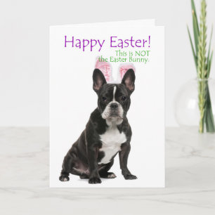 Lustige Boston Terrier Osternkarte Feiertagskarte
