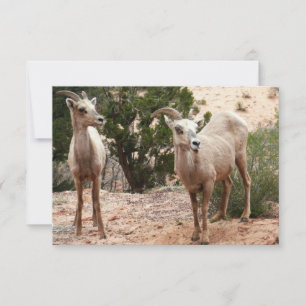 Lustige Dickhornschafe im Zion-Nationalpark