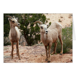 Lustige Dickhornschafe im Zion-Nationalpark