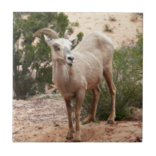 Lustige Dickhornschafe im Zion-Nationalpark Fliese