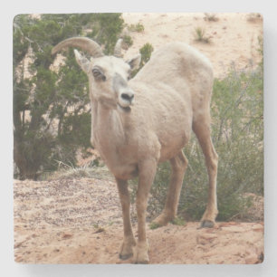 Lustige Dickhornschafe im Zion-Nationalpark Steinuntersetzer