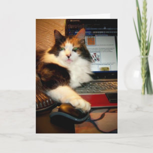 Lustige Dreifarbenkatze Grußkarte Karte