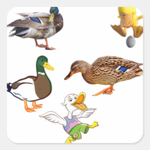 Lustige Enten-Collage mit verspielten Charakteren Quadratischer Aufkleber