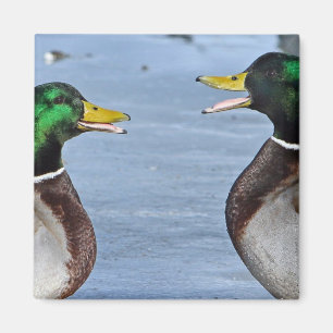 Lustige Enten Magnet