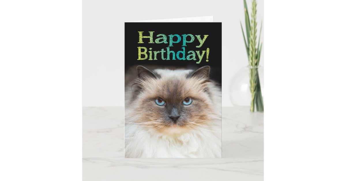 Lustige Fiesty Katzen Alles Gute Zum Geburtstag Karte Zazzle At