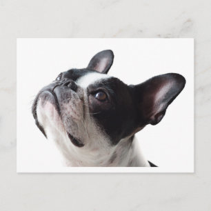 Lustige Frenchie-Hunde-Postkarte - Französische Bu Postkarte