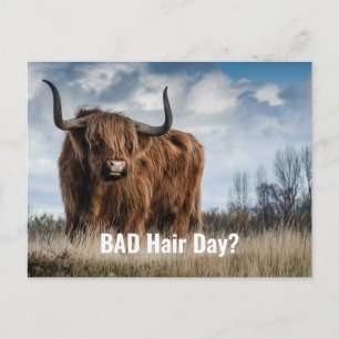 Lustige Highland-Cow-Foto schlechter Haartag? Typo Postkarte
