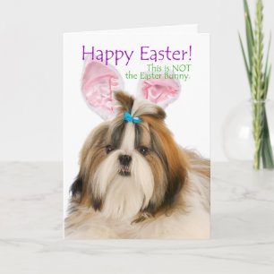Lustige Karte Shih Tzu Ostern
