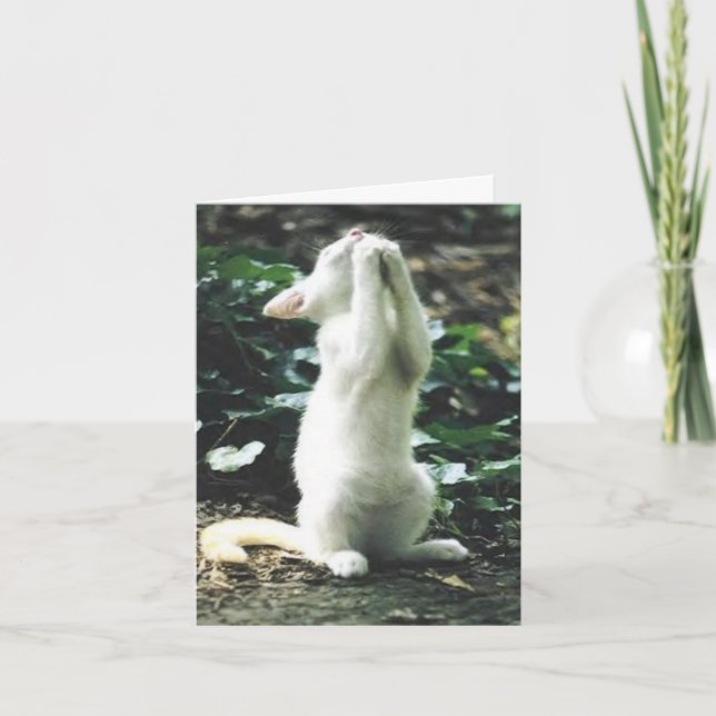 lustige Katze Karte (Vorderseite)
