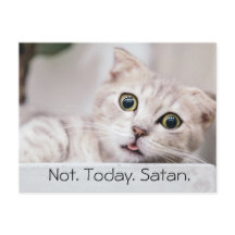 Lustige Katze Text